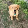 Zdjęcie №1. golden retriever - na sprzedaż w Auckland | negocjowane | Zapowiedź №89963