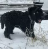 Dodatkowe zdjęcia: Kerry blue terrier szczenięta