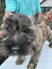 Dodatkowe zdjęcia: Cairn Terrier, szczenięta płci męskiej