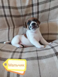 Zdjęcie №3. Szczenięta Jack Russell Terrier. Federacja Rosyjska