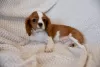 Zdjęcie №3. Szczenięta Cavalier King Charles Spaniel. Polska