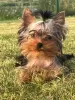 Zdjęcie №2 do zapowiedźy № 113894 na sprzedaż  yorkshire terrier - wkupić się Łotwa prywatne ogłoszenie