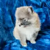 Zdjęcie №3. Dostępne szczenię pomeranian. USA