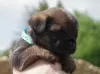 Zdjęcie №3. Szczenięta border terrier. Polska