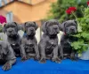 Zdjęcie №1. cane corso - na sprzedaż w Połtawa | 7003zł | Zapowiedź №86326