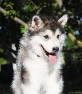 Zdjęcie №3. Kolorowe szczenięta Alaskan Malamute. Federacja Rosyjska