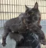 Dodatkowe zdjęcia: Krycie Maine Coon