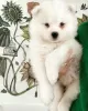 Zdjęcie №3. Samojed Samoyed szczenięta piesek suczka FCI. Polska