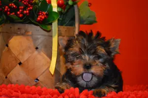 Zdjęcie №3. Szczenię Yorkshire terrier na sprzedaż. Federacja Rosyjska