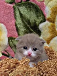 Dodatkowe zdjęcia: Cute little girl scottish fold