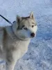 Dodatkowe zdjęcia: Husky Dymka szuka kochającej rodziny z męskim przywódcą!