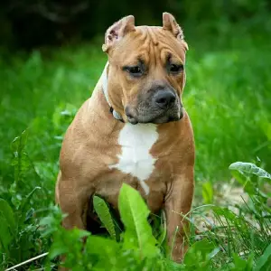 Zdjęcie №1. american bully - na sprzedaż w Petersburg | 4840zł | Zapowiedź №2942