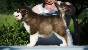 Dodatkowe zdjęcia: Kolorowe szczenięta Alaskan Malamute