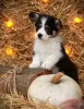 Zdjęcie №1. welsh corgi - na sprzedaż w Wołgodońsk | negocjowane | Zapowiedź №86682