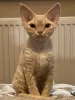 Dodatkowe zdjęcia: Devon Rex Cynamon