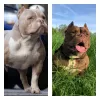 Zdjęcie №2 do zapowiedźy № 24622 na sprzedaż  american bully - wkupić się Białoruś prywatne ogłoszenie