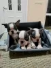 Dodatkowe zdjęcia: Szczenięta Boston Terrier na sprzedaż