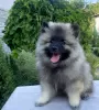 Dodatkowe zdjęcia: Szczenięta Keeshond / szpic wilczy