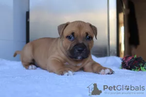 Dodatkowe zdjęcia: American Bully Puppies