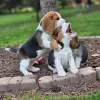 Dodatkowe zdjęcia: szczenięta rasy beagle