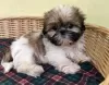 Zdjęcie №2 do zapowiedźy № 30195 na sprzedaż  shih tzu - wkupić się Niemcy 