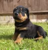 Zdjęcie №3. Śliczne szczenięta rottweilera. Litwa