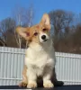 Dodatkowe zdjęcia: walijski corgi pembroke