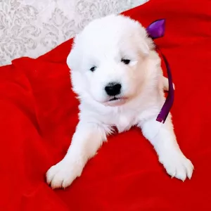 Zdjęcie №3. sprzedam szczenięta Samoyed. Ukraina