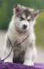 Zdjęcie №3. Alaskan malamute szczenięta. Białoruś