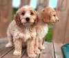 Zdjęcie №1. cocker spaniel amerykański - na sprzedaż w Wilno | 1465zł | Zapowiedź №36108