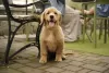 Dodatkowe zdjęcia: Dziewczynka Golden Retriever