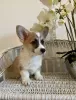 Dodatkowe zdjęcia: Welpen von Corgi