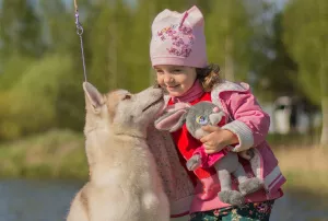 Dodatkowe zdjęcia: Na sprzedaż bardzo piękna hodowana dziewczynka SIBERIAN HUSKEY