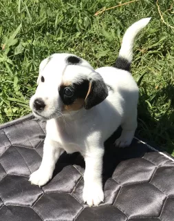 Zdjęcie №1. jack russell terrier - na sprzedaż w Zheleznogorsk | 5716zł | Zapowiedź №7017