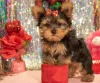 Zdjęcie №1. yorkshire terrier - na sprzedaż w Aalst | 2575zł | Zapowiedź №55878