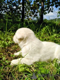 Zdjęcie №4. Sprzedam łajka zachodniosyberyjska, labrador retriever w Мукачево. prywatne ogłoszenie - cena - Bezpłatny