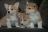 Zdjęcie №1. welsh corgi - na sprzedaż w Mogilow | 2691zł | Zapowiedź №56047