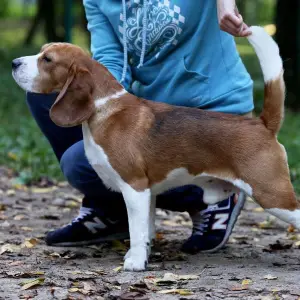 Dodatkowe zdjęcia: Sprzedam szczenięta rasy beagle