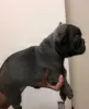 Zdjęcie №3. Zu Hause aufgezogene Französische Bulldoggen-Welpen verfügbar.. Niemcy