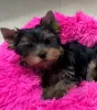 Zdjęcie №1. yorkshire terrier - na sprzedaż w Tienen | 1465zł | Zapowiedź №123297