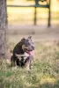 Zdjęcie №2 do zapowiedźy № 62655 na sprzedaż  american bully - wkupić się Mołdawia hodowca