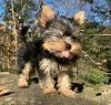 Zdjęcie №1. yorkshire terrier biewer - na sprzedaż w North Miami | negocjowane | Zapowiedź №99314