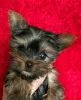 Zdjęcie №2 do zapowiedźy № 125802 na sprzedaż  yorkshire terrier - wkupić się Szwecja 