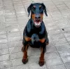 Zdjęcie №1. doberman - na sprzedaż w Suwałki | 6278zł | Zapowiedź №51294