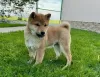 Zdjęcie №1. shiba - na sprzedaż w Oulu | Bezpłatny | Zapowiedź №99023