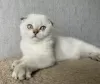 Zdjęcie №1. scottish fold - na sprzedaż w Кириши | 1252zł | Zapowiedź № 10632