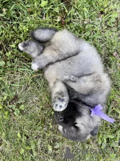 Zdjęcie №3. Szczenięta Keeshond (szpic wilczy). Federacja Rosyjska