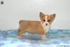 Zdjęcie №2 do zapowiedźy № 63529 na sprzedaż  welsh corgi - wkupić się USA 