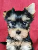 Zdjęcie №1. yorkshire terrier - na sprzedaż w Degernes | 1188zł | Zapowiedź №78014