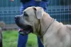 Zdjęcie №1. cane corso - na sprzedaż w Słupca | 4518zł | Zapowiedź №13662